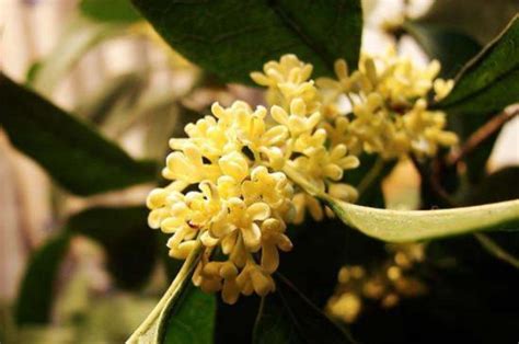 桂花幾月開花|桂花一般是幾月開花 桂花是什麼季節開的花